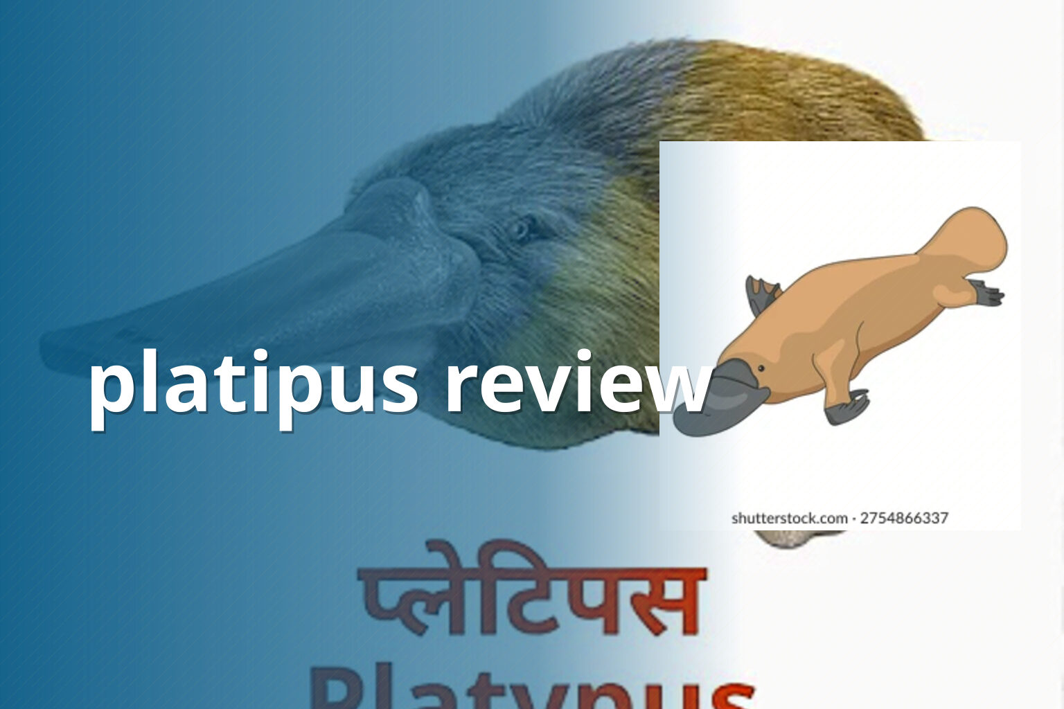 platipus review - gaming_brand