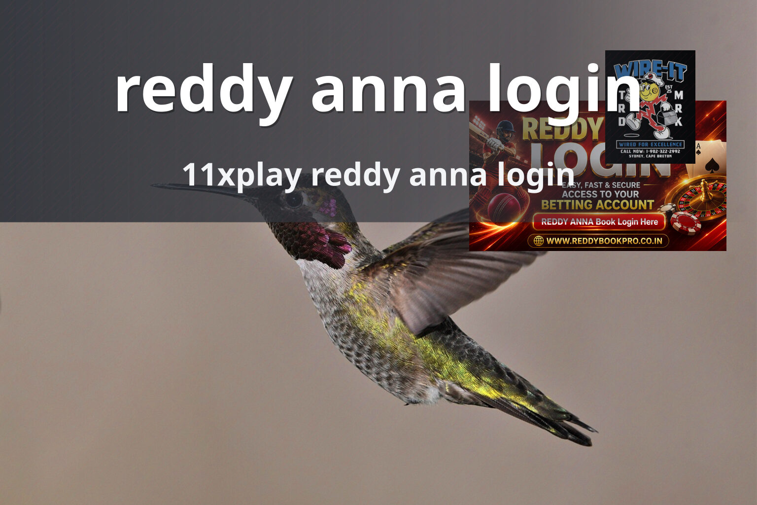 reddy anna login 11xplay reddy anna login