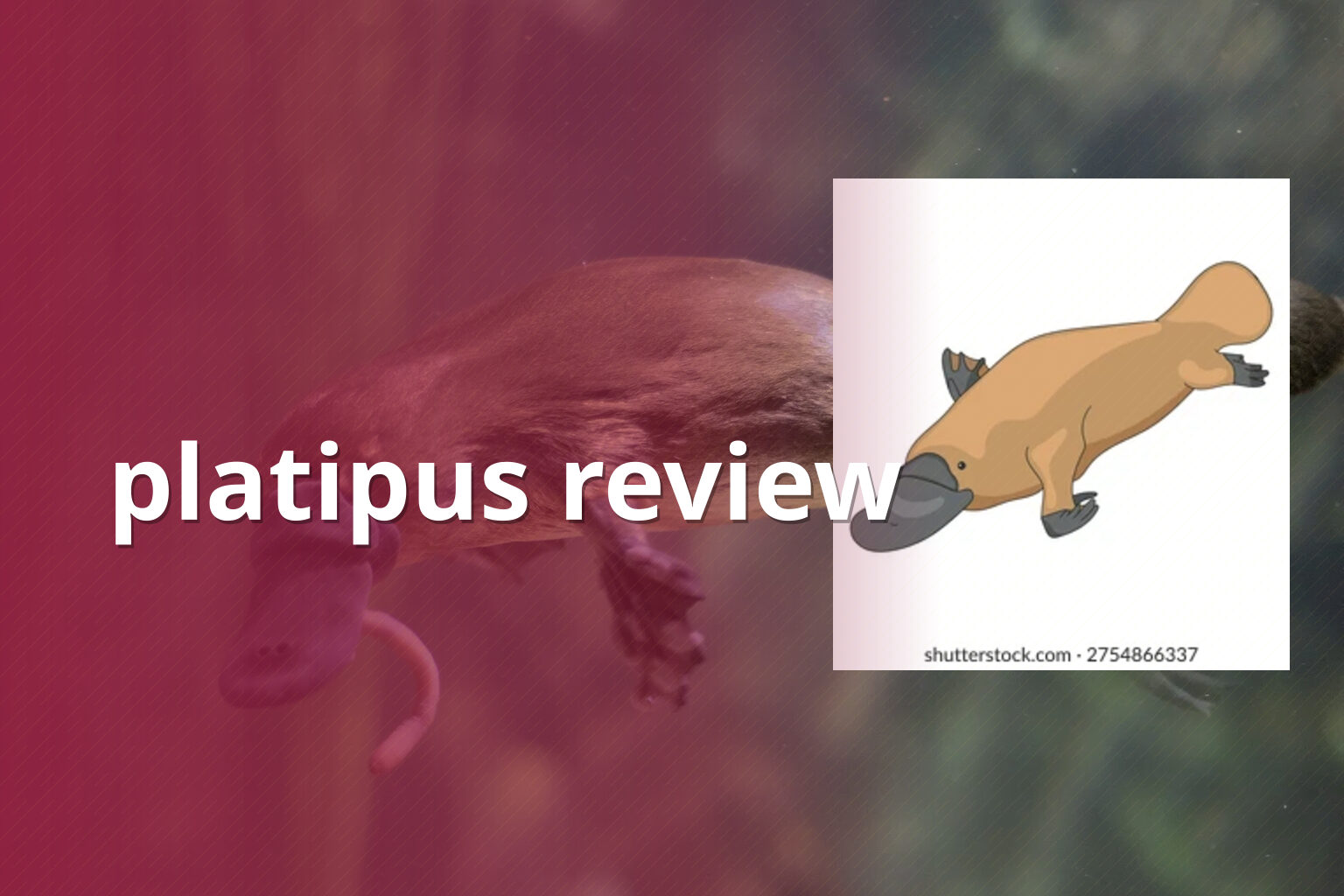 platipus review - gaming_brand