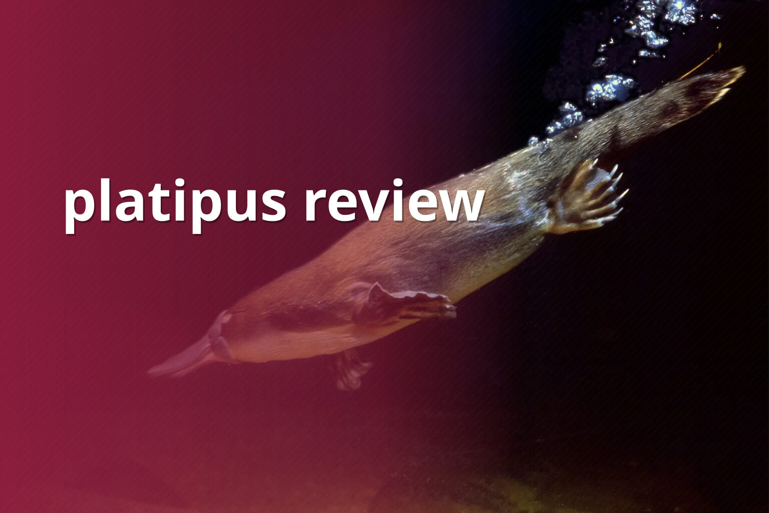 platipus review - gaming_brand